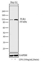 TLR4 Antibody in Western Blot (WB)