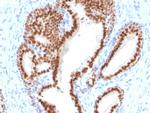 NKX3.1 Antibody in Immunohistochemistry (Paraffin) (IHC (P))