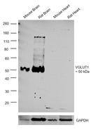 VGLUT1 Antibody in Western Blot (WB)