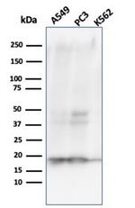 Nucleoside Diphosphate Kinase A/nm23-H1 Antibody in Western Blot (WB)