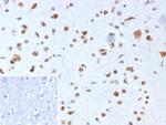 Nucleophosmin (Acute Myeloid Leukemia Marker) Antibody in Immunohistochemistry (Paraffin) (IHC (P))