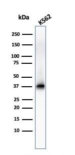 Nucleophosmin Antibody in Western Blot (WB)