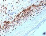 Nucleophosmin (Acute Myeloid Leukemia Marker) Antibody in Immunohistochemistry (Paraffin) (IHC (P))