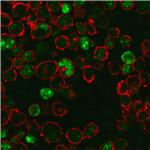 Nucleophosmin Antibody in Immunocytochemistry (ICC/IF)