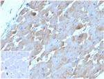 Natriuretic Peptide B/NPPB Antibody in Immunohistochemistry (Paraffin) (IHC (P))