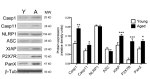 Pannexin 1 Antibody in Western Blot (WB)