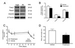 Pannexin 1 Antibody in Western Blot (WB)