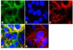 MARVELD2 Antibody in Immunocytochemistry (ICC/IF)