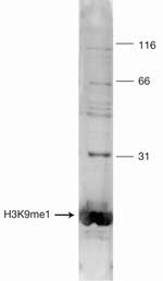 H3K9me1 Antibody in Western Blot (WB)