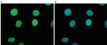 H3K9me1 Antibody in Immunocytochemistry (ICC/IF)