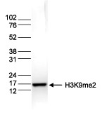 H3K9me2 Antibody in Western Blot (WB)