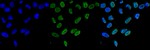 H3K9me3 Antibody in Immunocytochemistry (ICC/IF)