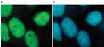 H3K9ac Antibody in Immunocytochemistry (ICC/IF)