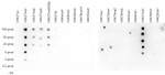 H3K27me1 Antibody in Dot Blot (DB)