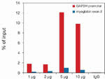 H3K79me3 Antibody in ChIP Assay (ChIP)