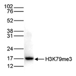 H3K79me3 Antibody in Western Blot (WB)