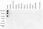 H4K8ac Antibody in Dot Blot (DB)