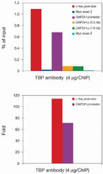 TBP Antibody in ChIP Assay (ChIP)