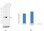 TBP Antibody in Western Blot (WB)