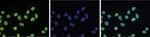 H3K36me2 Antibody in Immunocytochemistry (ICC/IF)