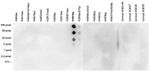 Phospho-Histone H3 (Ser10) Antibody in Dot Blot (DB)