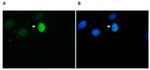 Phospho-Histone H3 (Ser10) Antibody in Immunocytochemistry (ICC/IF)