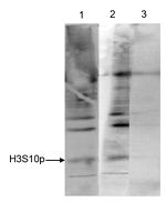 Phospho-Histone H3 (Ser10) Antibody in Immunoprecipitation (IP)