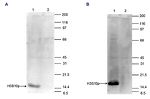 Phospho-Histone H3 (Ser10) Antibody in Western Blot (WB)