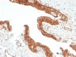 CD73 (Immuno-Oncology Target) Antibody in Immunohistochemistry (Paraffin) (IHC (P))