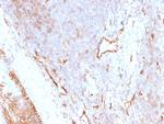 CD73 (Immuno-Oncology Target) Antibody in Immunohistochemistry (Paraffin) (IHC (P))