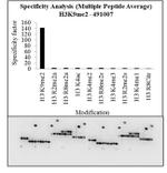 H3K9me2 Antibody