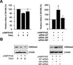 H3K9me3 Antibody in Western Blot (WB)