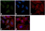 H3K9me3 Antibody in Immunocytochemistry (ICC/IF)