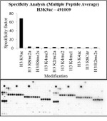 H3K9ac Antibody