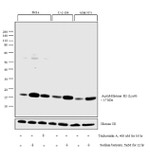 H3K9ac Antibody in Western Blot (WB)