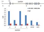 H3K9acK14ac Antibody