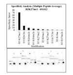 H3K27me1 Antibody