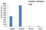 H3K79me3 Antibody in ChIP Assay (ChIP)