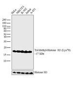 H3K79me3 Antibody in Western Blot (WB)