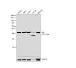 TBP Antibody in Western Blot (WB)