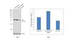 TBP Antibody in Western Blot (WB)