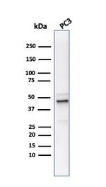 Ornithine Decarboxylase-1 (ODC-1) Antibody in Western Blot (WB)