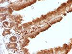 Ornithine Decarboxylase-1 (ODC-1) Antibody in Immunohistochemistry (Paraffin) (IHC (P))