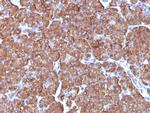 Ornithine Decarboxylase-1 (ODC-1) Antibody in Immunohistochemistry (Paraffin) (IHC (P))