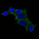 Ornithine Decarboxylase-1 (ODC-1) Antibody in Immunocytochemistry (ICC/IF)