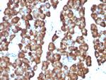 Ornithine Decarboxylase-1 (ODC-1) Antibody in Immunohistochemistry (Paraffin) (IHC (P))