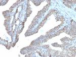 Ornithine Decarboxylase-1 (ODC-1) Antibody in Immunohistochemistry (Paraffin) (IHC (P))