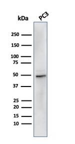 Ornithine Decarboxylase-1 (ODC-1) Antibody in Western Blot (WB)