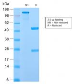 Ornithine Decarboxylase-1 (ODC-1) Antibody in SDS-PAGE (SDS-PAGE)