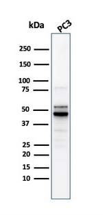 Ornithine Decarboxylase-1 (ODC-1) Antibody in Western Blot (WB)